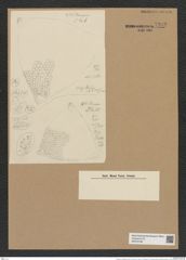Triceratium robertsianum Grev. (de-Toni-Nr.: Genus 140, Species 3713) Zeichnungen Sammlung Grunow Nr. 7202 (NHMW-BOT-W0376188)